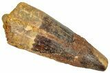 Fossil Spinosaurus Tooth - Feeding Worn Tooth #357811-1